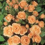Apricot Clementine