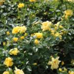 BayerGold