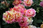 Rose des Cisterciens