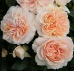 Garden of Roses