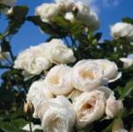 Uetersener Klosterrose Climbing