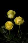 Rosa gelosia