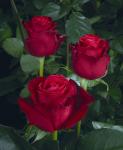 Red desire 