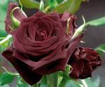 Black Beauty
