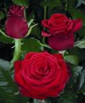 Magic red